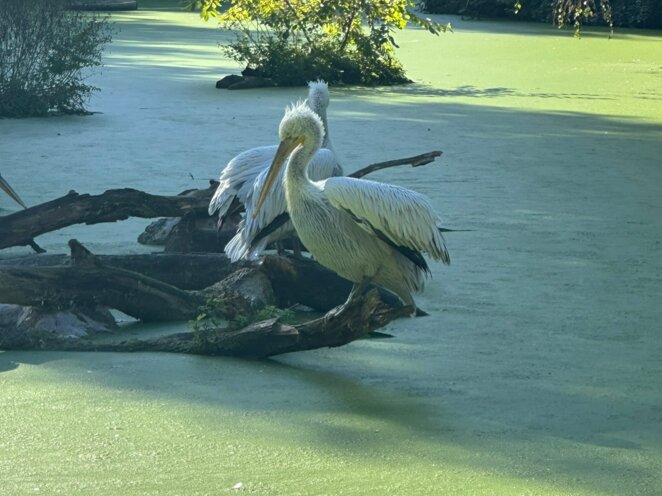 ZOO Lipsko 09/2024