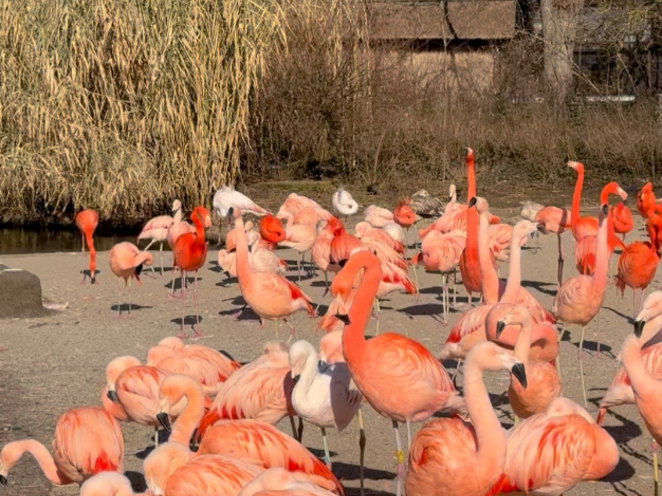 Zoologická zahrada v Praze - 2025 únor