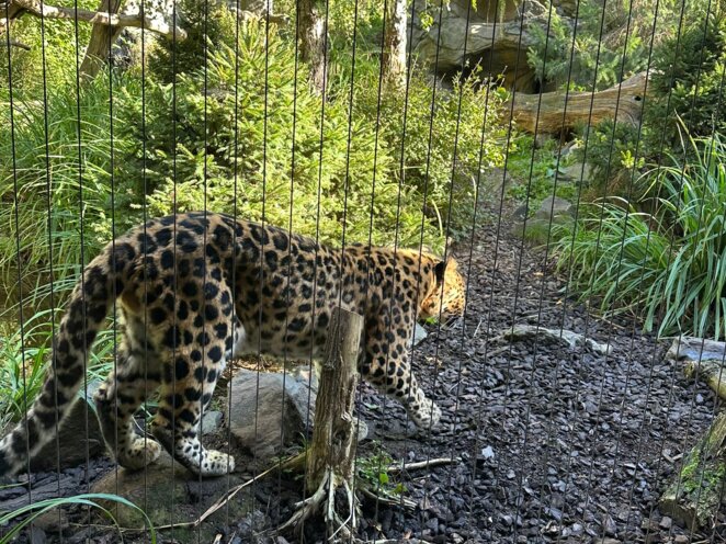 ZOO Lipsko 09/2024