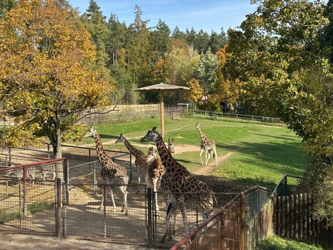 ZOO Olomouc - Říjen 2024