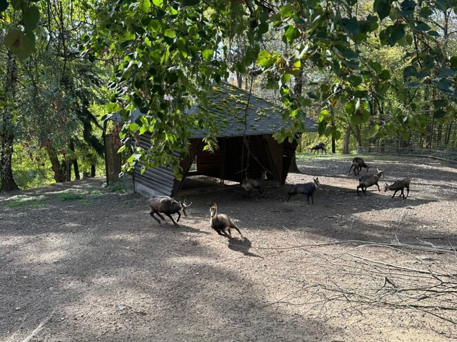 ZOO Olomouc - Říjen 2024
