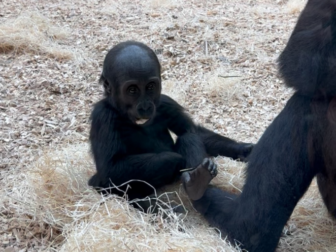 Zoologická zahrada v Praze - 2025 únor