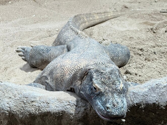 Zoologická zahrada v Praze - 2025 únor
