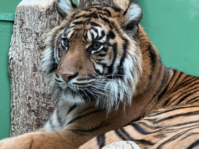 Zoologická zahrada v Praze - 2025 únor