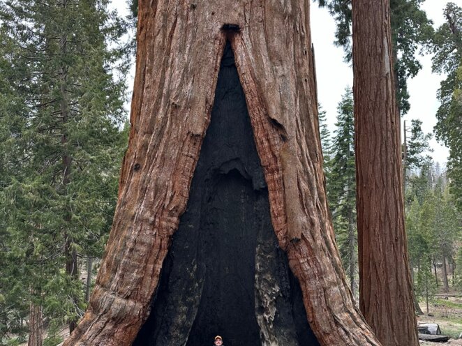 Trip do USA - Národní park Sequoia