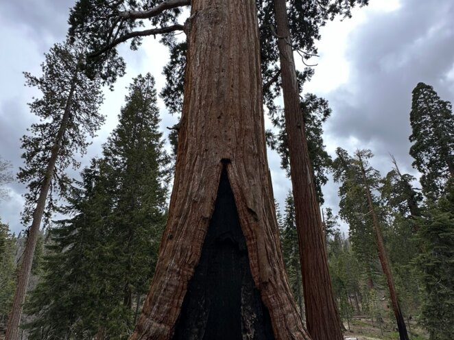 Trip do USA - Národní park Sequoia