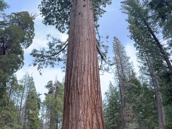 Trip do USA - Národní park Sequoia