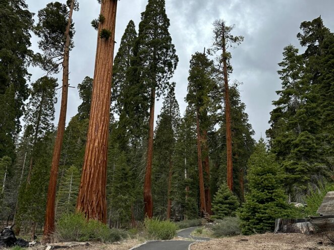 Trip do USA - Národní park Sequoia
