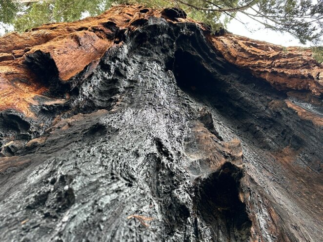 Trip do USA - Národní park Sequoia