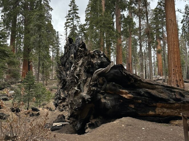 Trip do USA - Národní park Sequoia