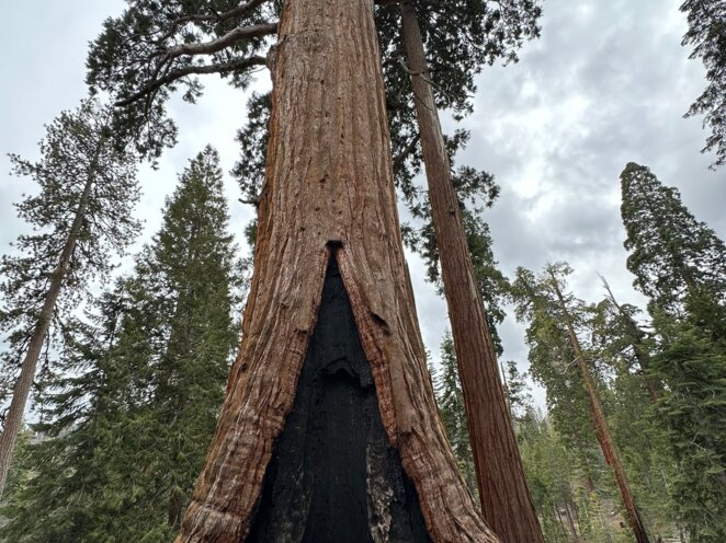 Trip do USA - Národní park Sequoia
