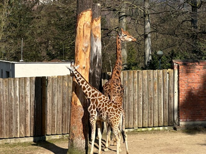 ZOO v Liberci s babi a dědou