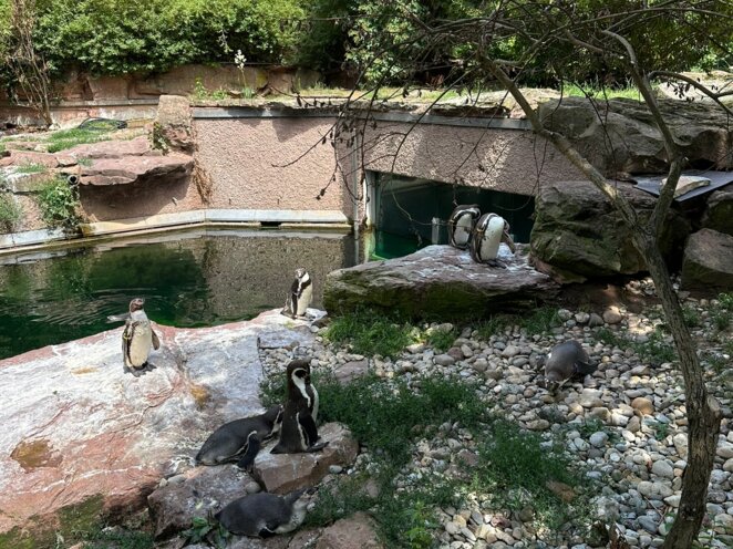 ZOO Norimberk 07/2023