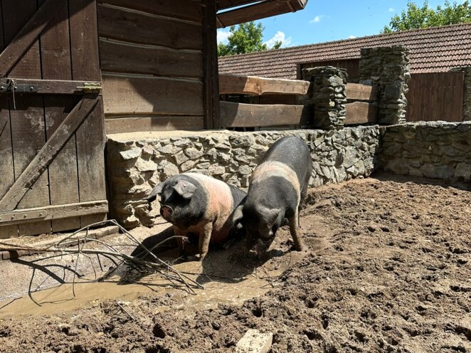 ZOO Praha 07/2023