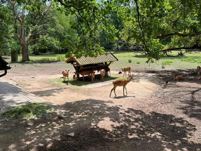 ZOO Norimberk 07/2023