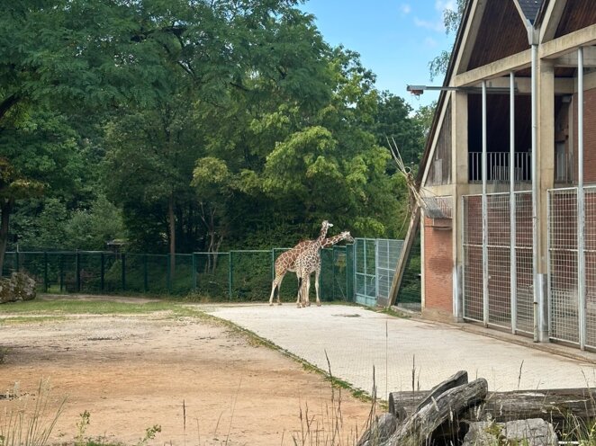 ZOO Norimberk 07/2023