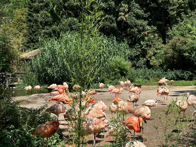 ZOO Praha 07/2023